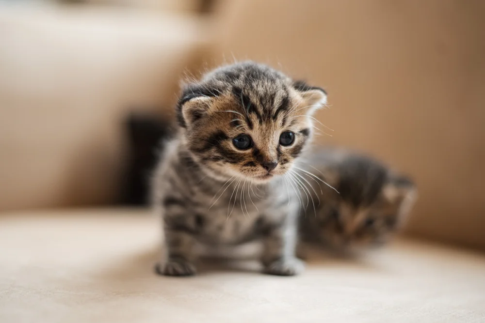 Essential Vaccination Guide for Your New Kitten: Key Steps for Responsible Care