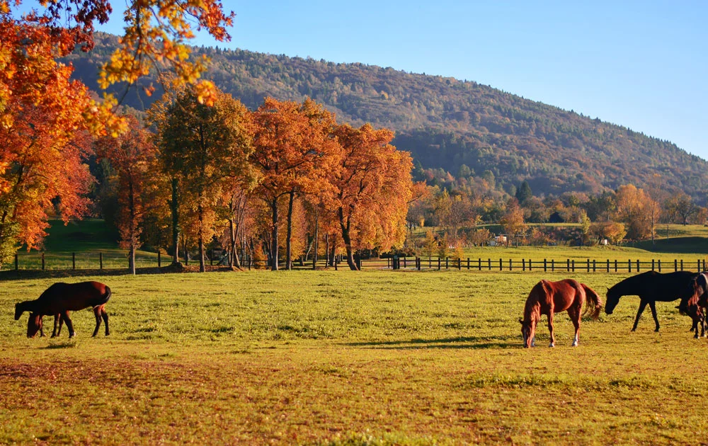 Maximize Your Time This Fall with Essential Horse Facility Tips
