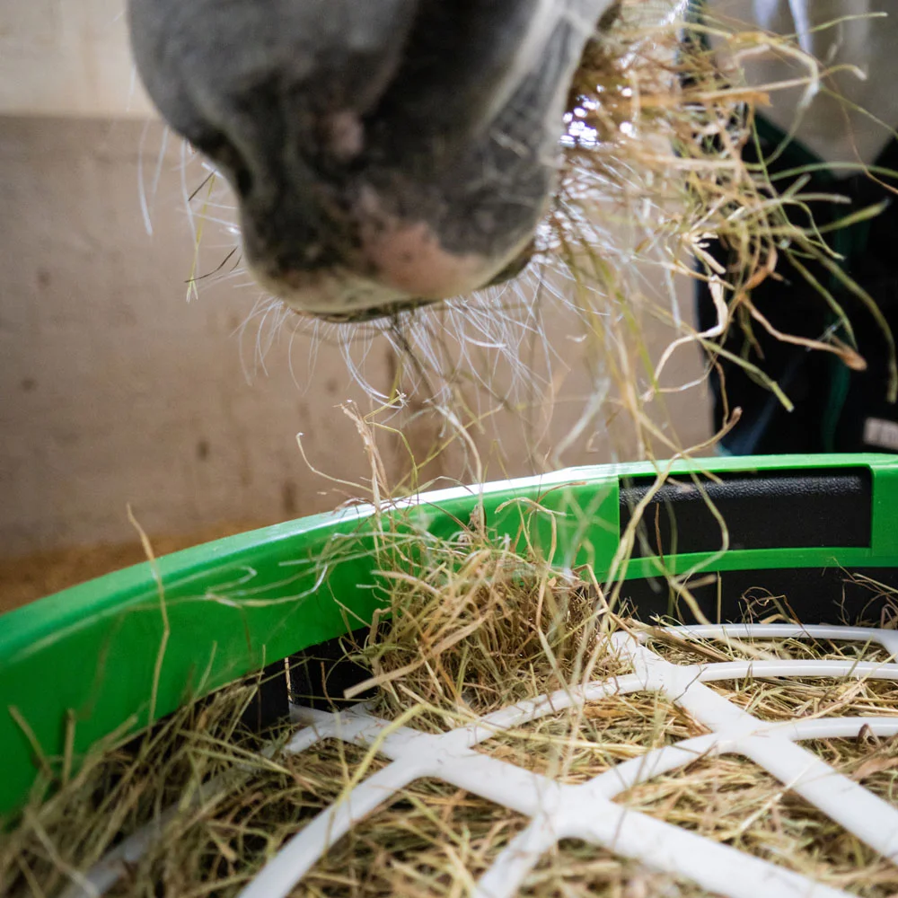 Tailoring Your Horse’s Forage Diet for Optimal Health