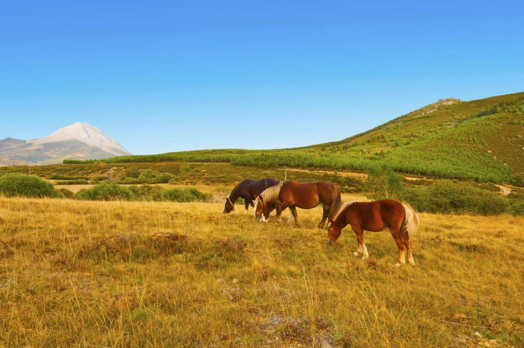 Optimizing Fall Fertilization for Horse Pastures
