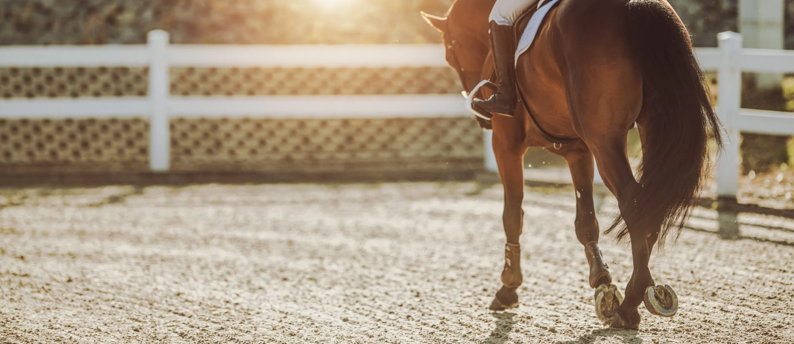 Essential Nutritional Strategies for Senior Performance Horses
