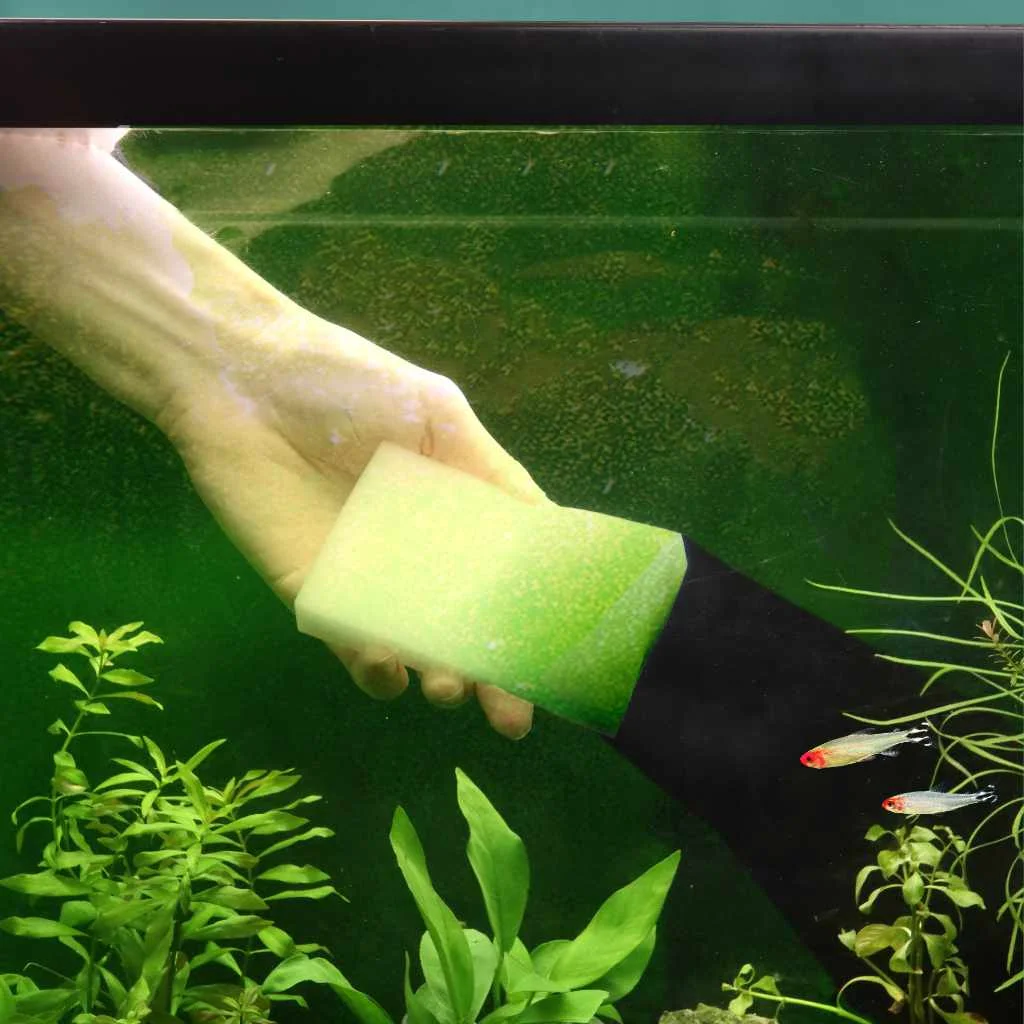 Choosing the Best Algae Eaters for Your Aquarium: Essential Insights