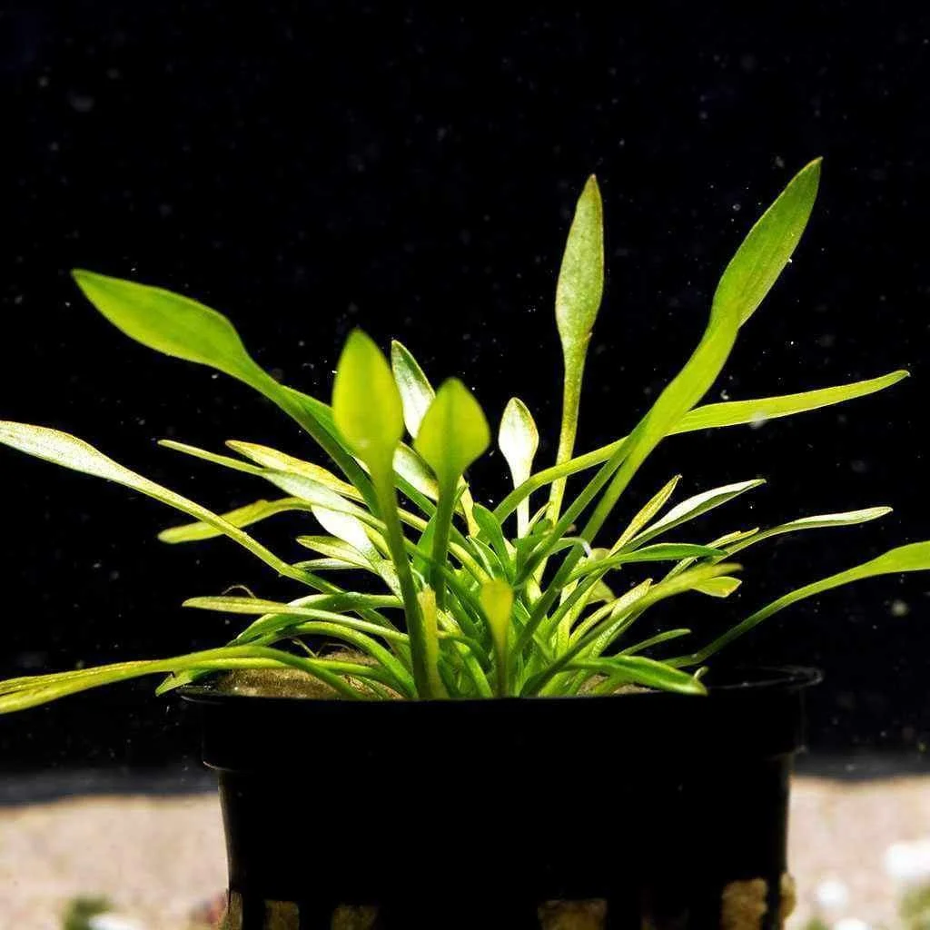 Selecting the Right Plants for Your Aquarium: A Practical Guide