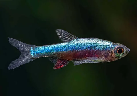 Exploring the Rise of Nano Aquariums: A Thriving Trend in Aquatic Life
