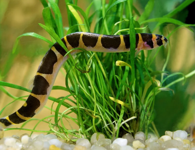 Kuhli Loach