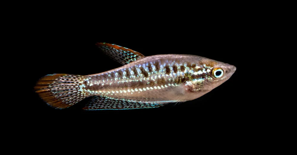Sparkling Gourami