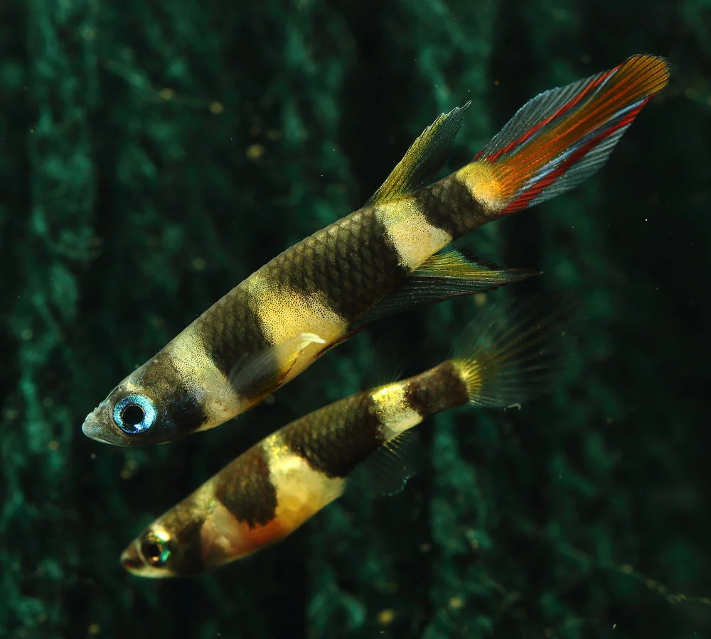 Clown Killifish