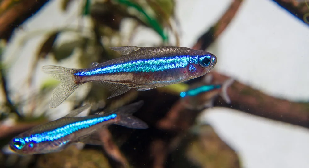 Neon Green Tetra