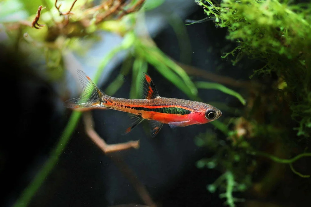Chili Rasbora