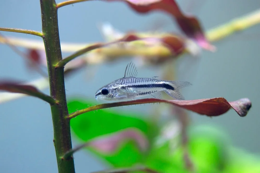 Pygmy Corydoras