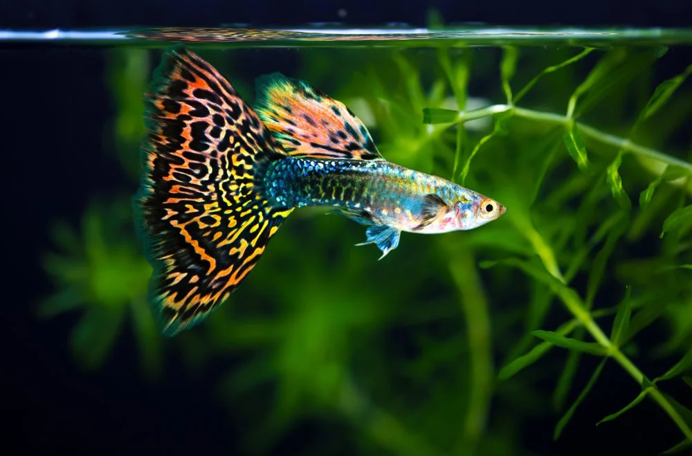 Fancy Guppies & Endlers
