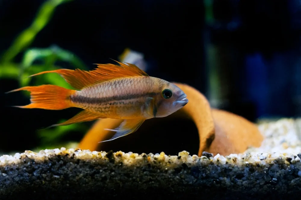 Apistogramma