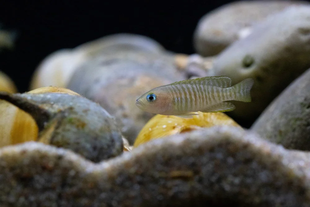 Shell-Dwelling Cichlids