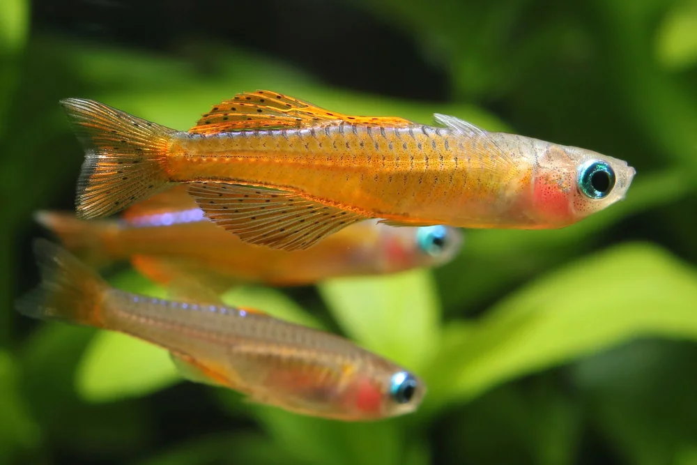 Red Neon Rainbowfish