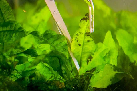 Java fern and anubias showing nutrient deficiency