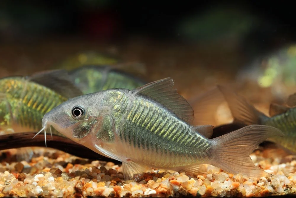 Exploring Popular Community Catfish for Your Aquarium