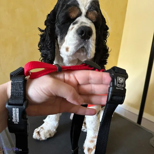 Balance Harness with Cocker Spaniel