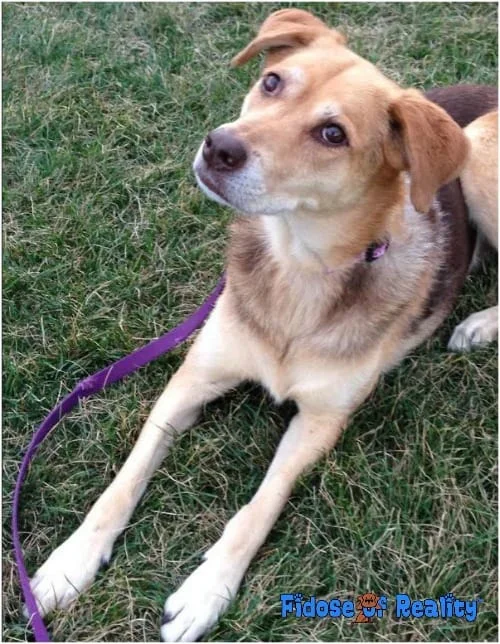 Zola during outdoor training