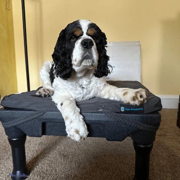 dog training platform