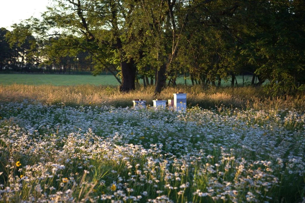 Hives set among the wildflowers at Chesterhaven Beach Farm