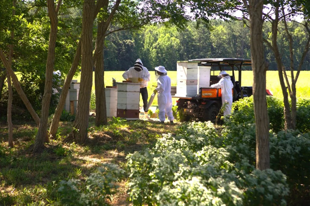 Kara working hives at the edge of the field