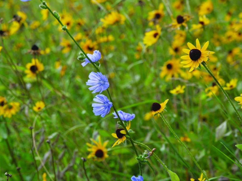 Chicory and black-eyed Susan in the farm
