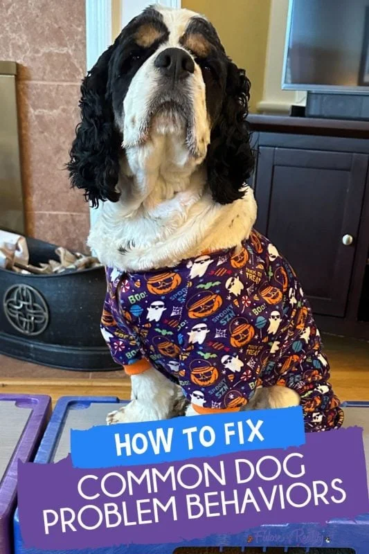 Understanding and Managing Common Dog Issues