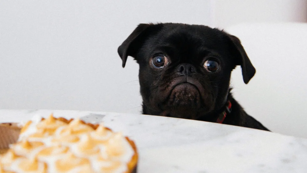 Protecting Your Dog: Avoid These Common Toxic Foods