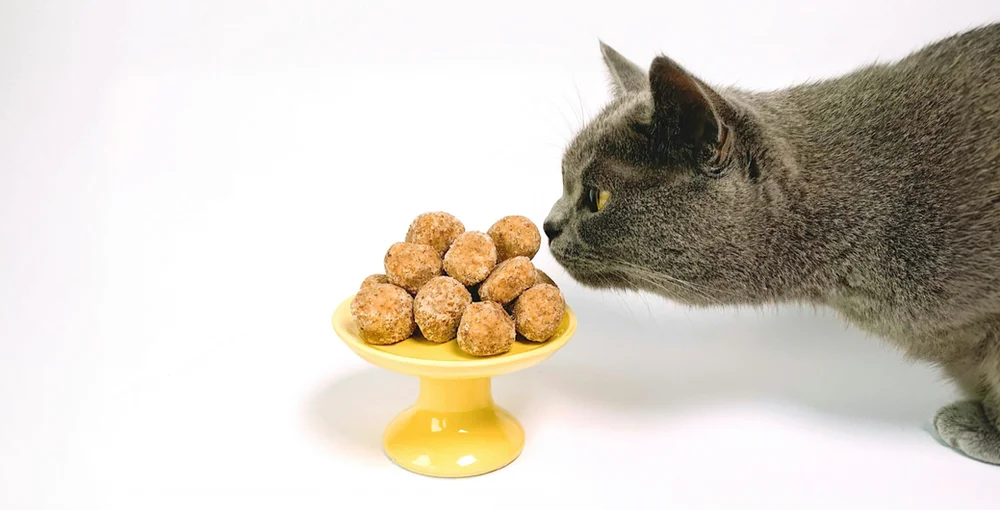 Essential Guide to Cat Nutrition: What Every Owner Must Know