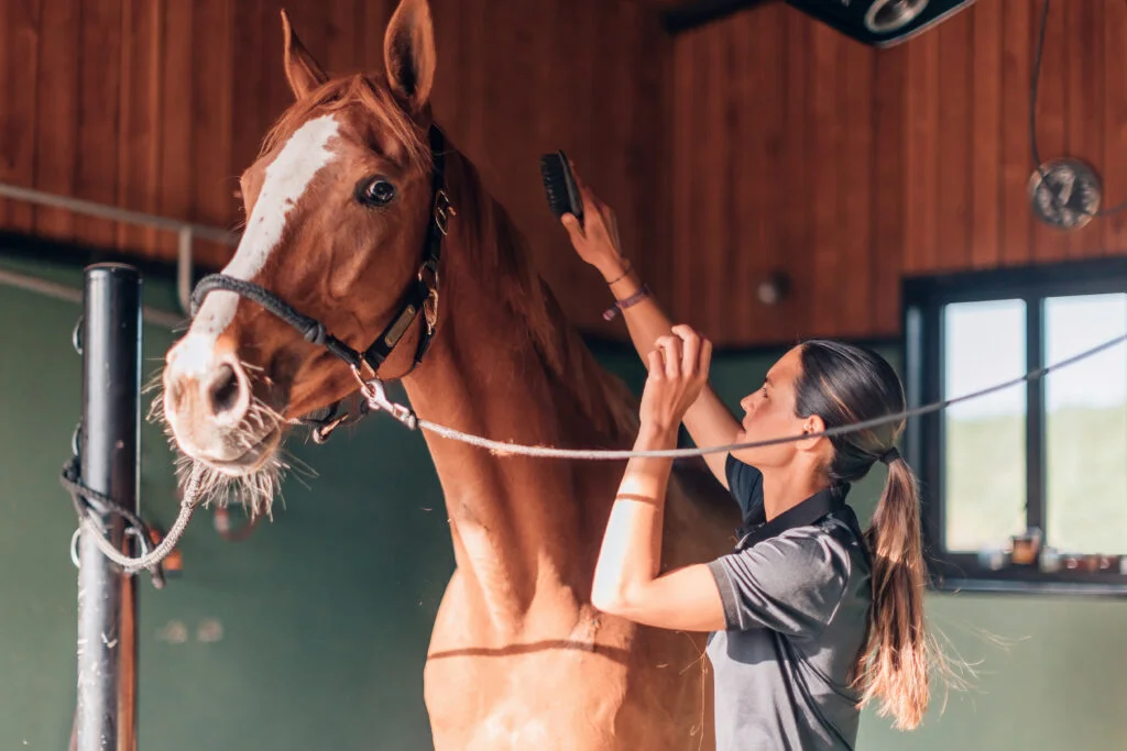 Creating a Low-Stress Environment for Horses: Key Management Strategies