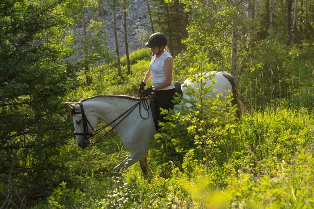 Enhancing Horse Confidence Through Positive Desensitization Techniques