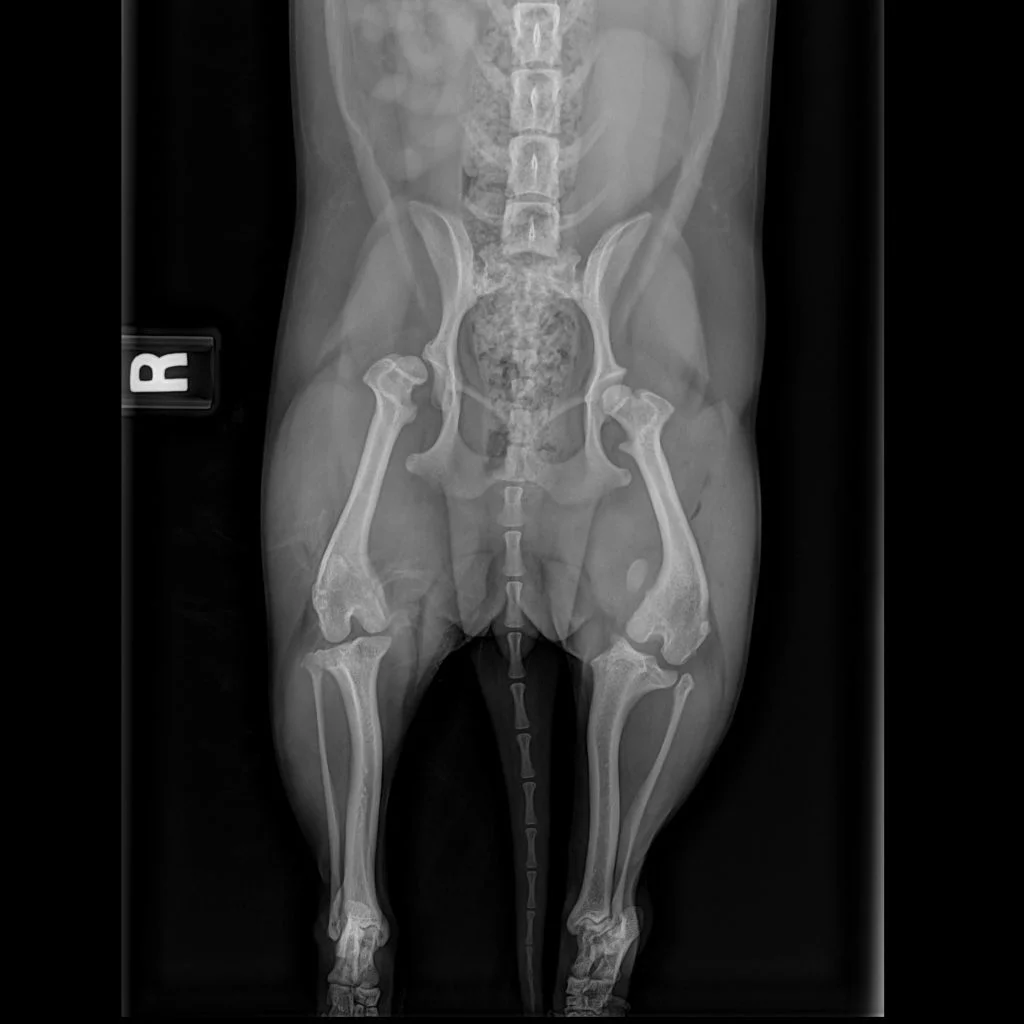 An X-ray image of a dog.