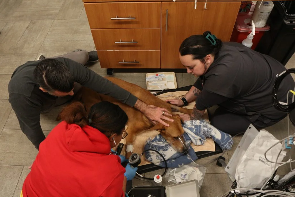 The first minutes: A look at the 2026 RECOVER First Aid Guidelines