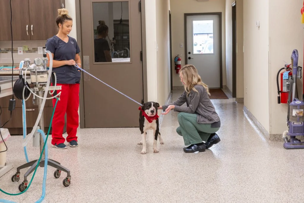 vet techs petting a dog in the clinic