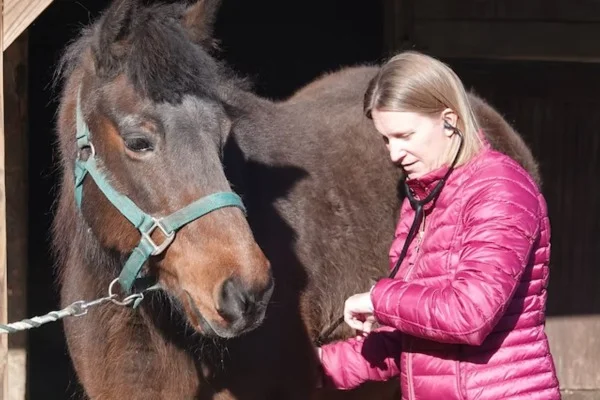 A female veterinarian checks the vitals of a horse.