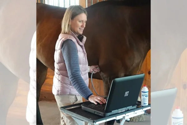 A female veterinarian examines a horse. 