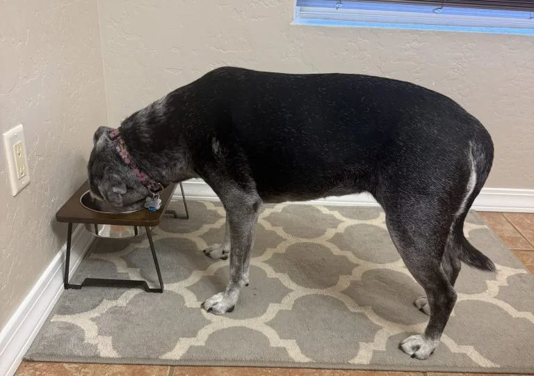 A Labrador eating from a bowl.