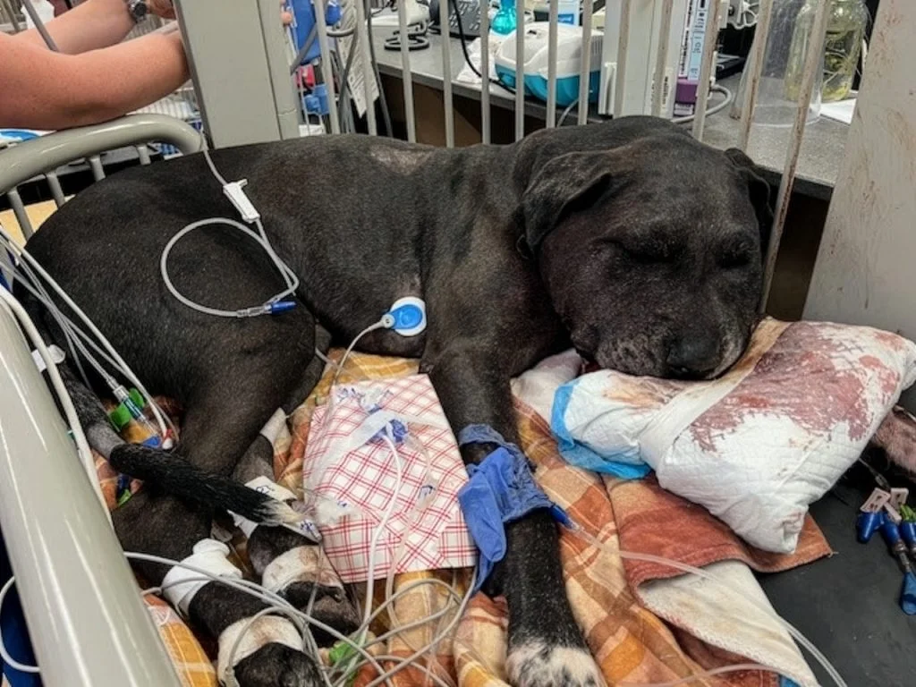 Best practices and emerging therapies for snakebite in dogs