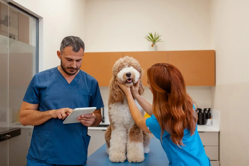 A veterinary care team attends to a doodle in the clinic.