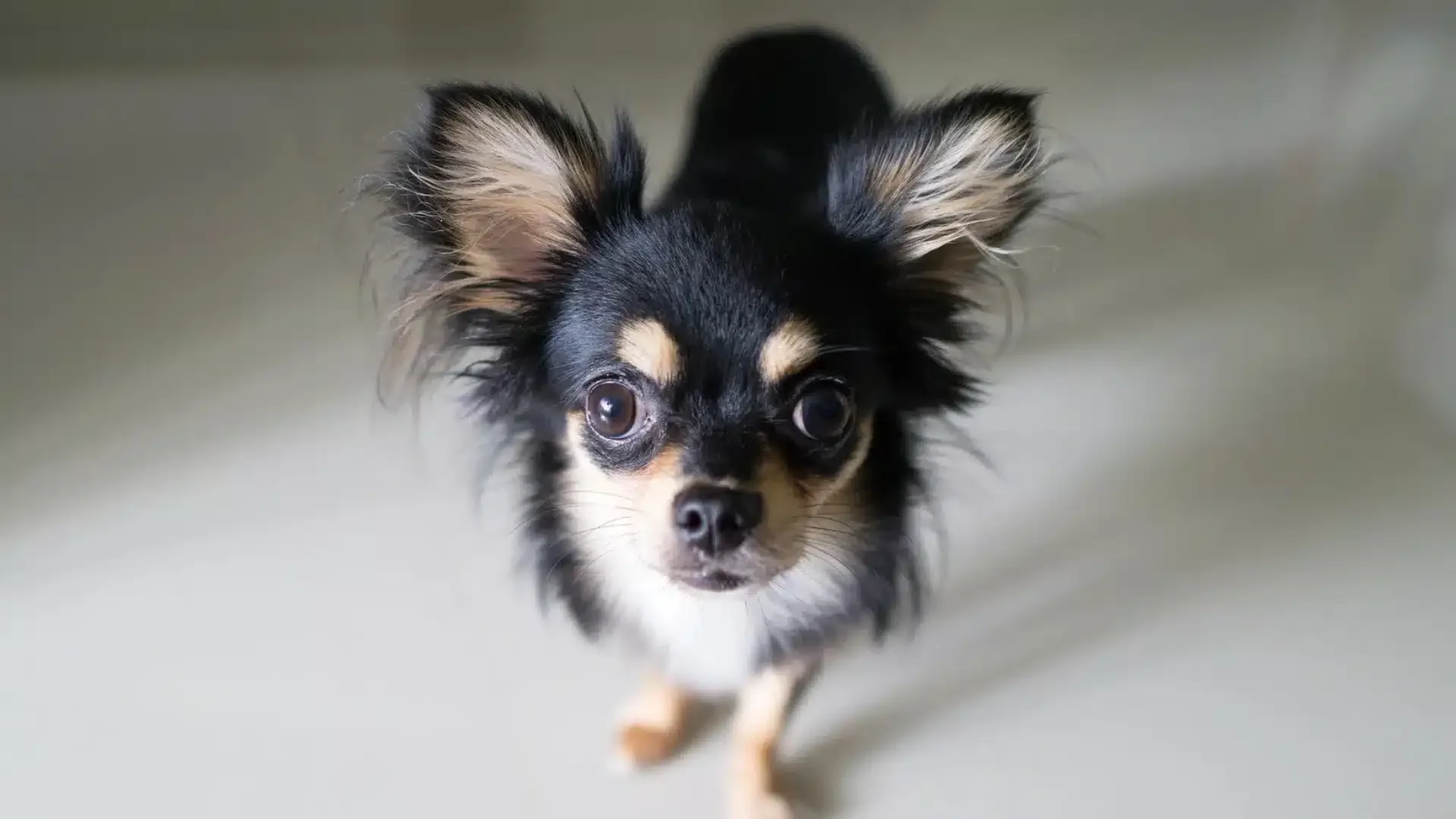A small, long haired black and tan Chihuahua looking up with large, expressive eyes against a bright, neutral background