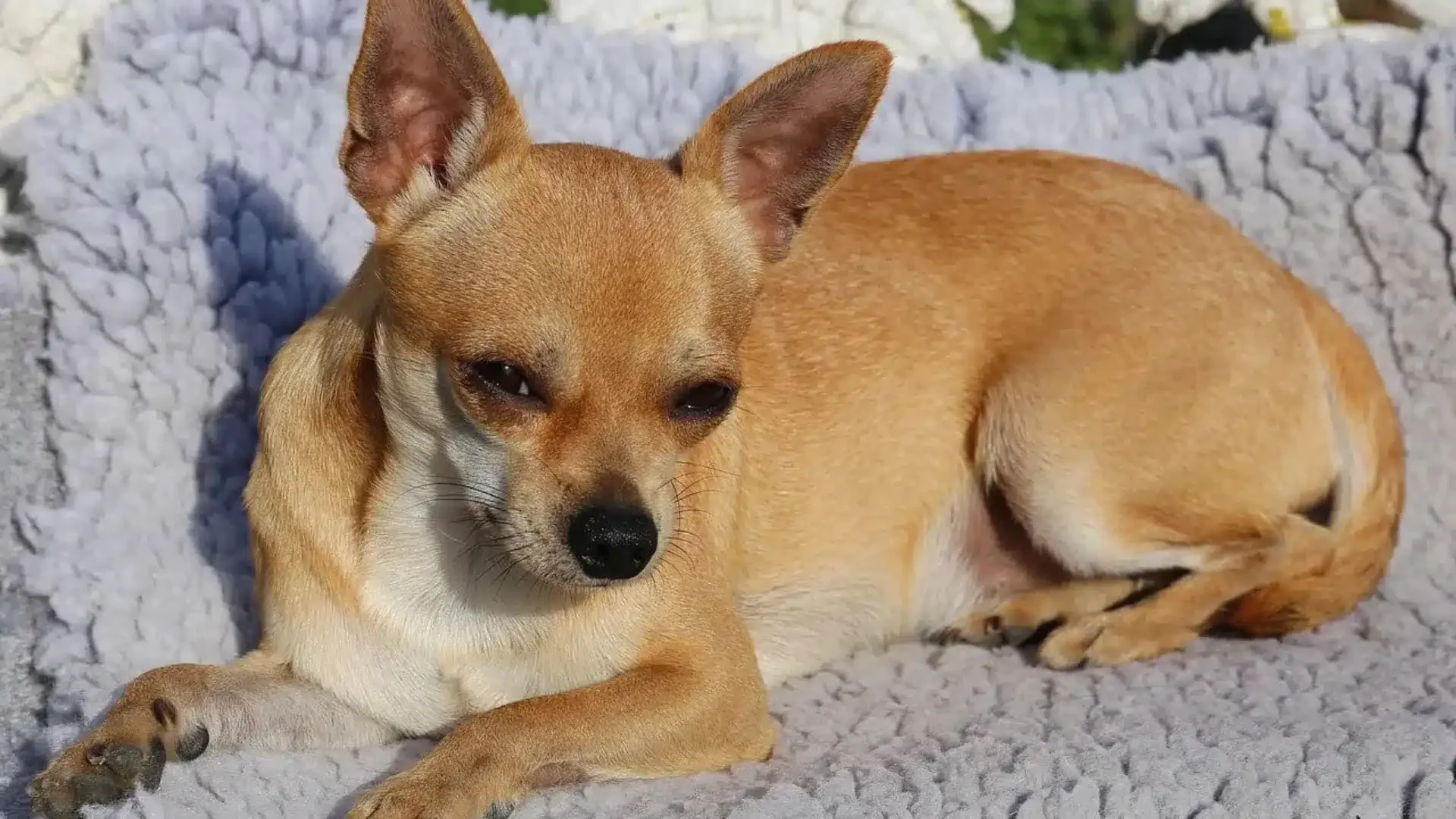 Understanding the Different Types of Chihuahuas for Prospective Owners