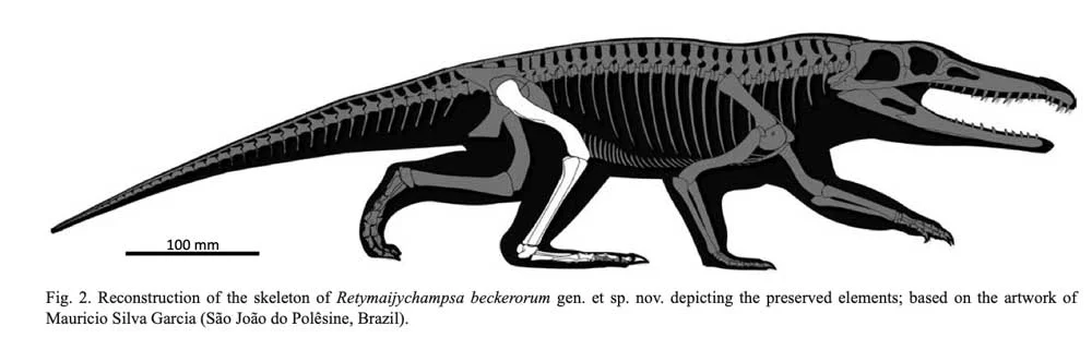 New Crocodile-Like Species Discovered from the Triassic Period in Brazil