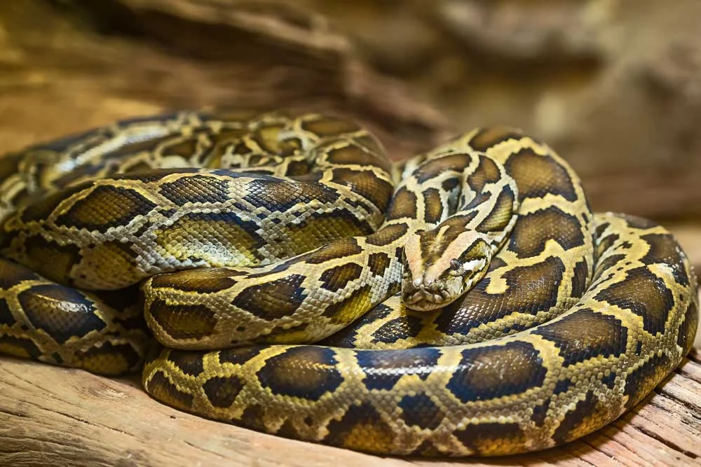Alligator Captures Massive Burmese Python in Everglades Encounter