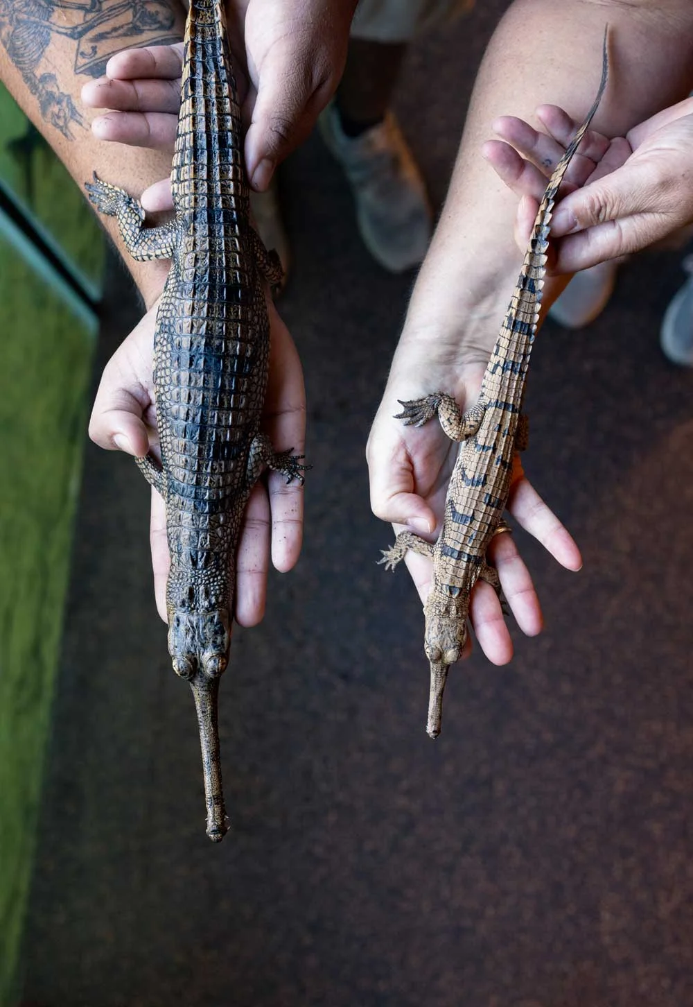 Fort Worth Zoo Celebrates Successful Hatching of Two Gharial Crocodiles