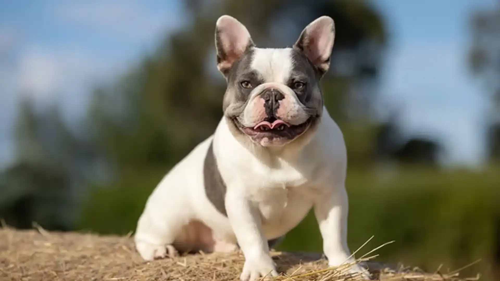 Pied French Bulldog sitting outdoors.