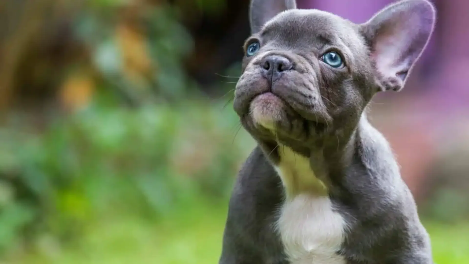 Blue French Bulldog close-up.