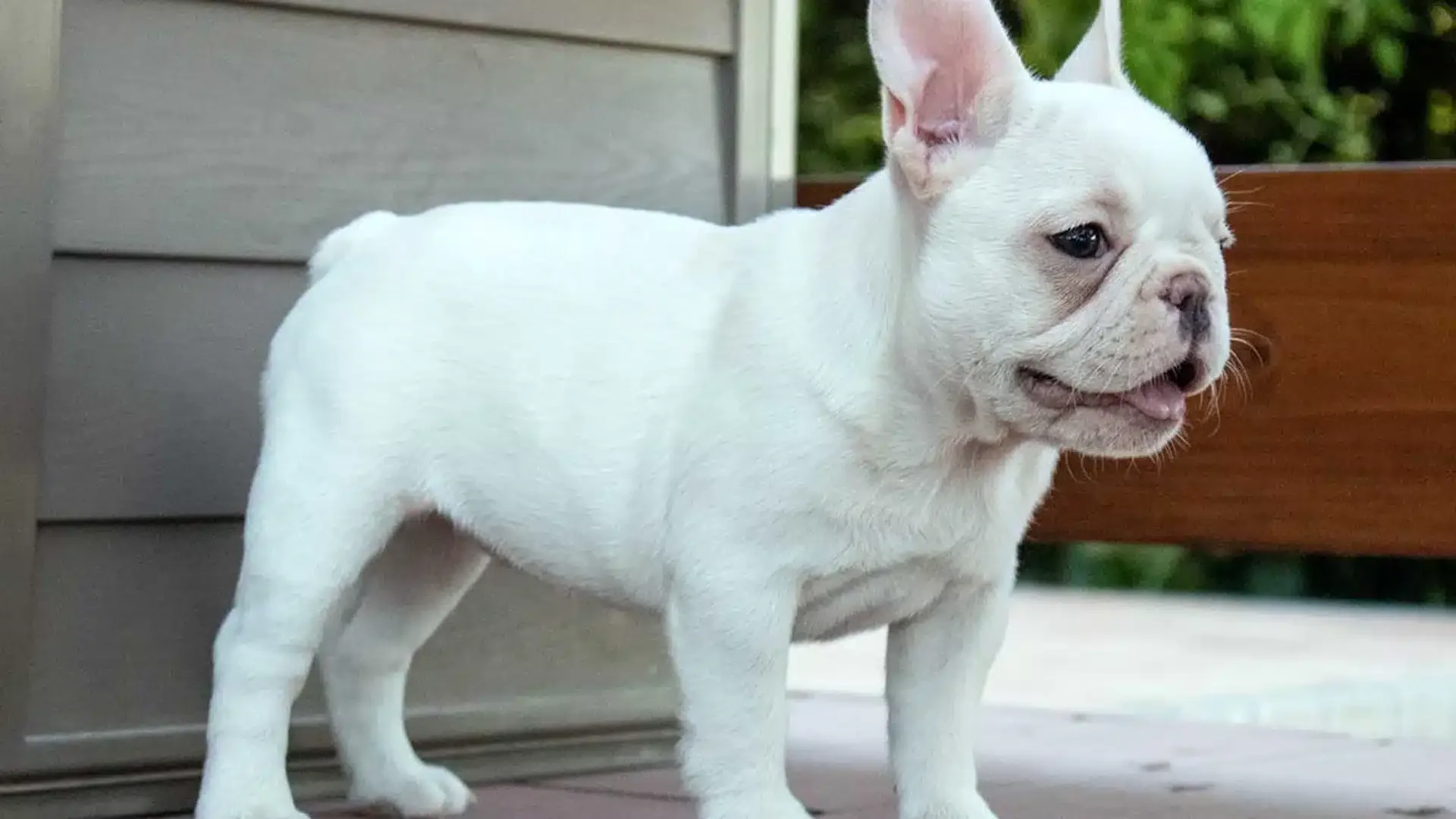 White French Bulldog outdoors.