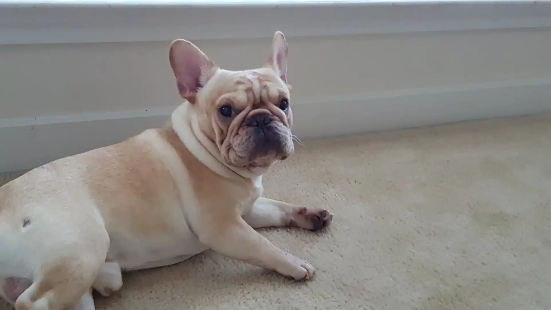 Cream French Bulldog lying on beige carpet.