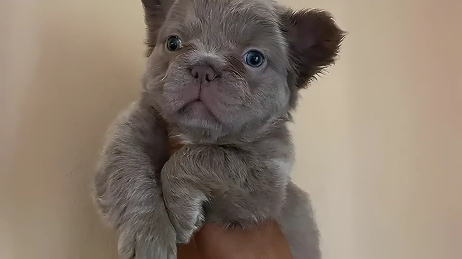 Fluffy French Bulldog being held.