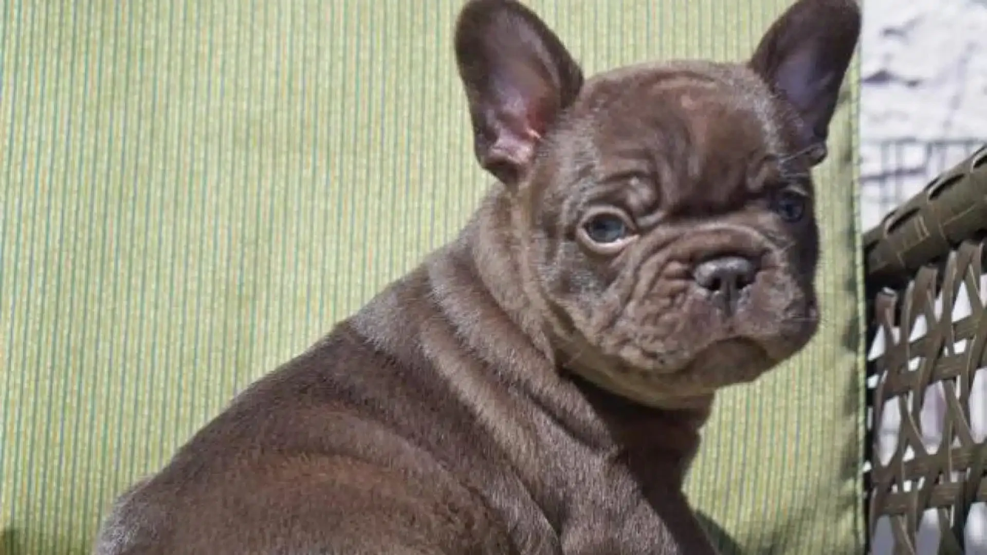 A chocolate French Bulldog puppy with light eyes.